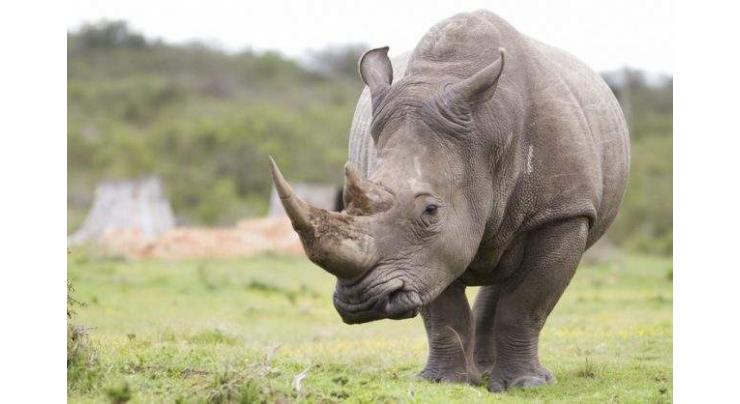 Nine black rhinos from S.Africa relocated to Tanzania
