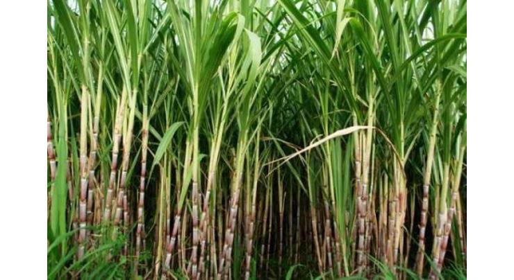 Sugarcane,canola to be cultivated in Sept in Faisalabad 
