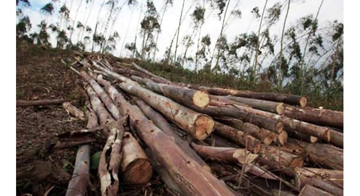 MoCC initiatives underway to stem land degradation through afforestation
