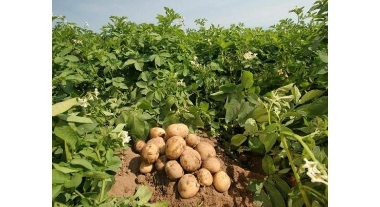 Potato cultivation should start immediately: experts
