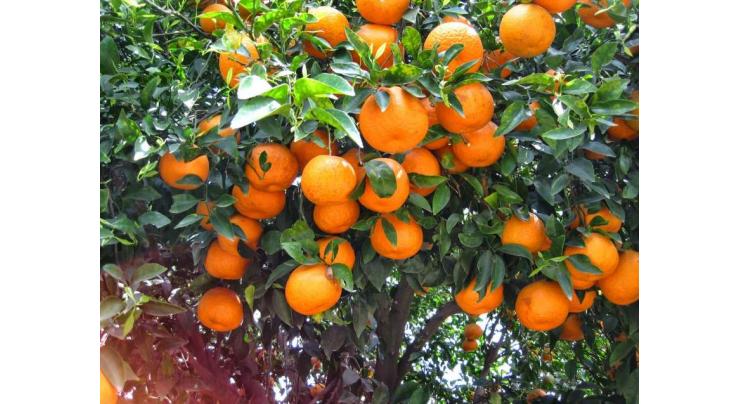 Citrus growers demand Rs 1,200/40kg citrus rate
