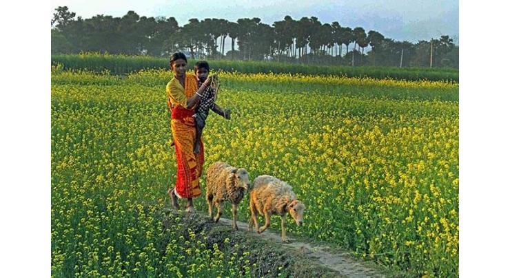 Punjab govt evolves plan to promote oilseed cultivation
