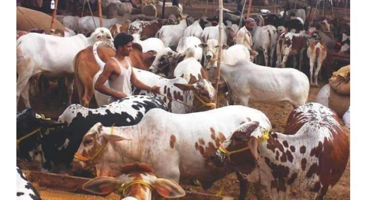 Rs 750 mln for model cattle market
