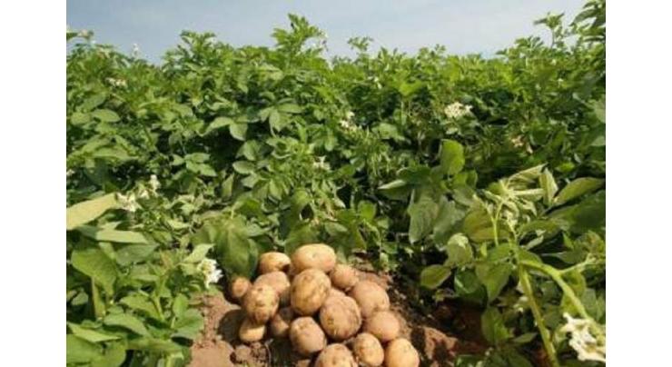 Suitable time for potato sowing to start from October
