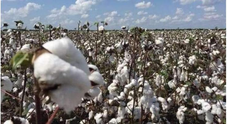 Farmers Advisory Committee issues fortnightly cotton advisory applicable till Sept 30
