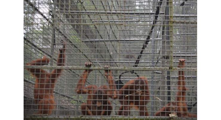 Indonesia's toxic haze affecting Borneo's orangutans - rescuers
