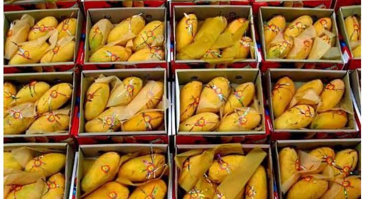 Pakistani Mangoes have big demand, economic future : Waheed Ahmad
