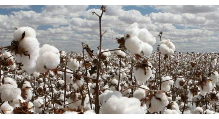 Cotton arrival in local markets decreases 26.41%

