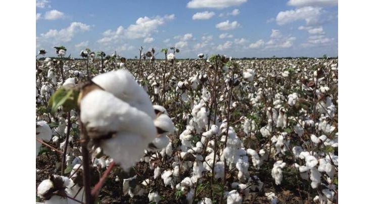 'Campus being set up to supervise cotton crop'
