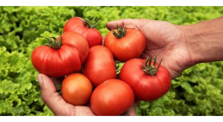 Iron-rich foods may cancel out tomatoes' anticancer benefits