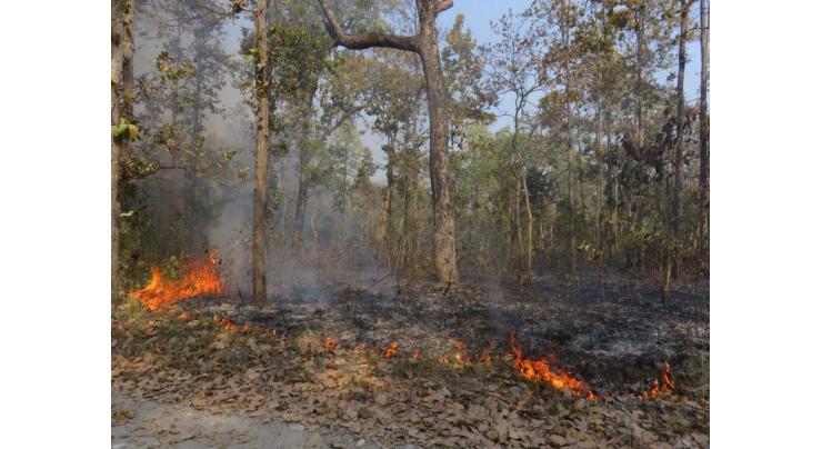 Fire in Kunari forest under control: Forest Conservator
