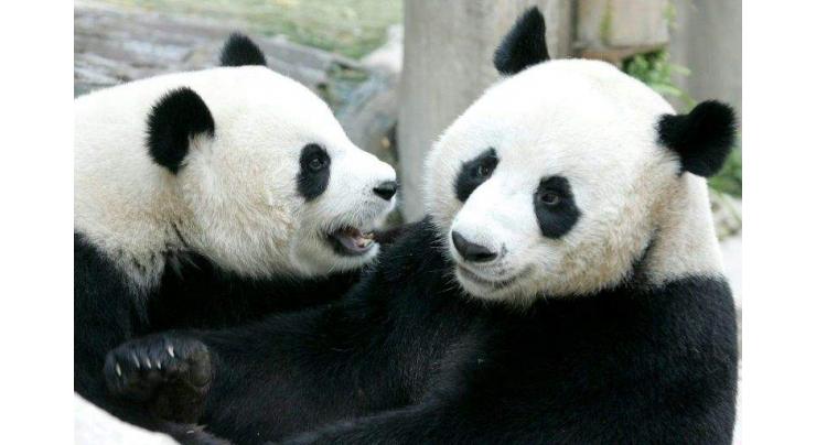 Panda death in Thailand stirs suspicion in China
