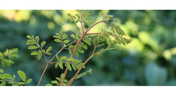 Rs 14m research project launched on 'miracle plant' Moringa
