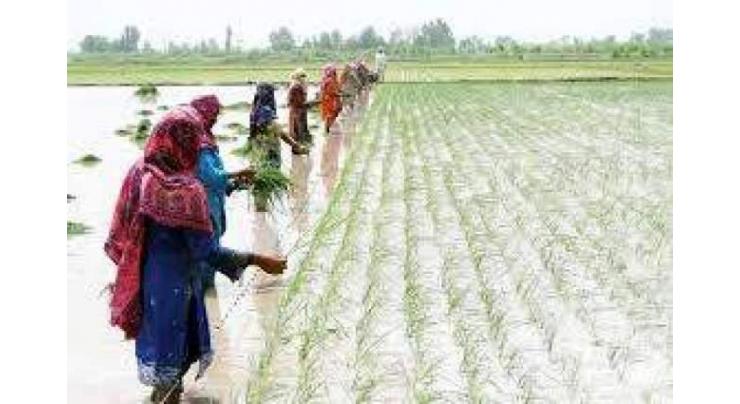 Action plan needed for national rice food security, sustainability
