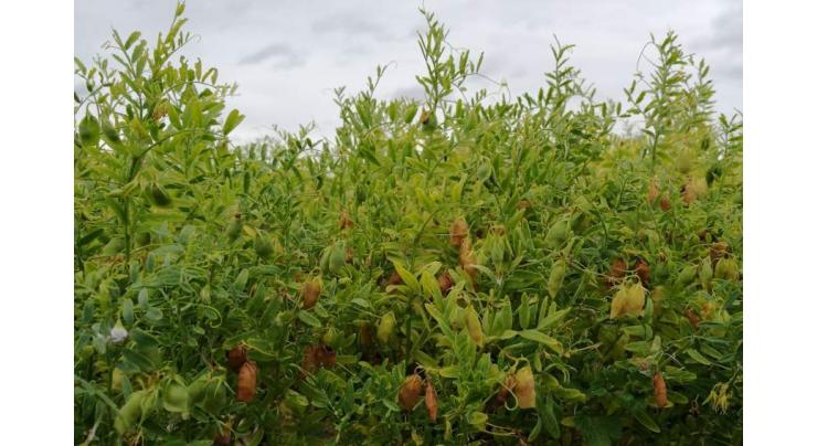 Split Red Lentil crop gives good yield in warm climate
