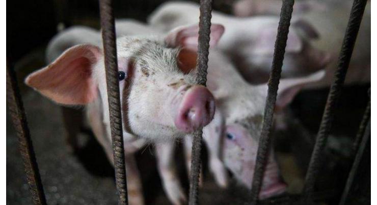 Third Case of African Swine Fever Registered in South Korea - Reports