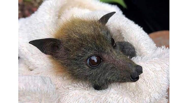 Bats starving to death in Australia drought

