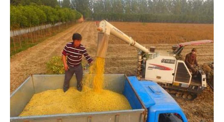 China develops new high yield soybean variety
