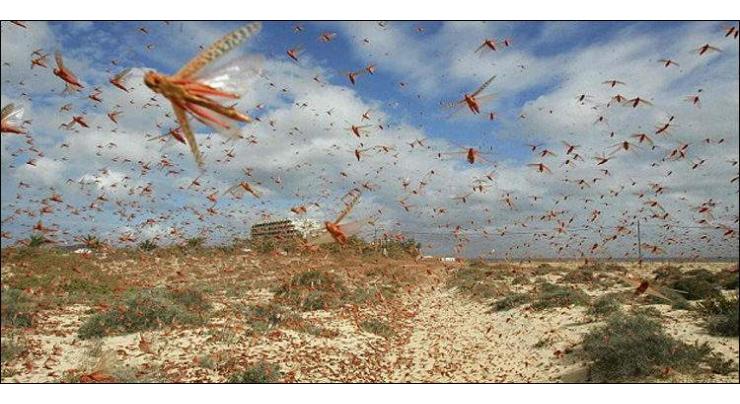 Thar growers demands for anti locusts spray

