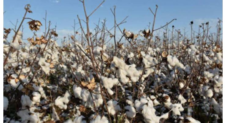 Quality inputs, advisory service termed vital for better cotton production
