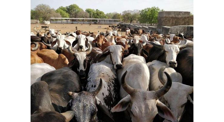 Cattle farmer booked over illegal insemination
