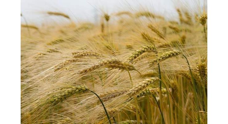 KP flour mill owners demand fixation of wheat price equivalent to Punjab
