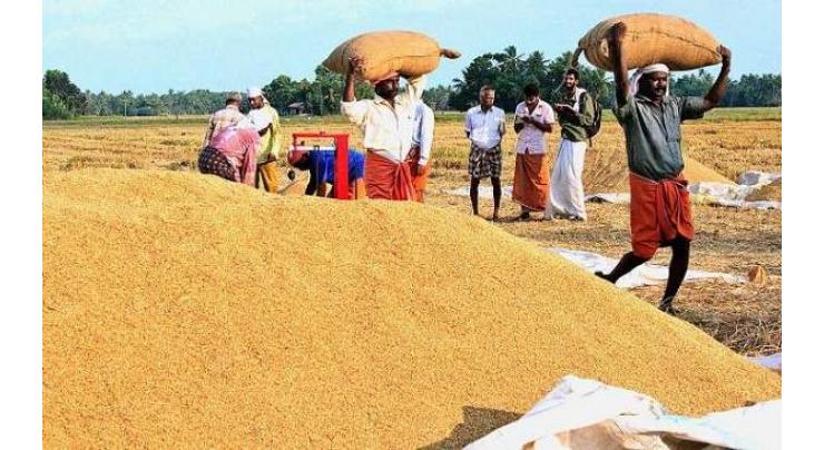 Agriculture dept to provide wheat seeds to farmers from Oct 24
