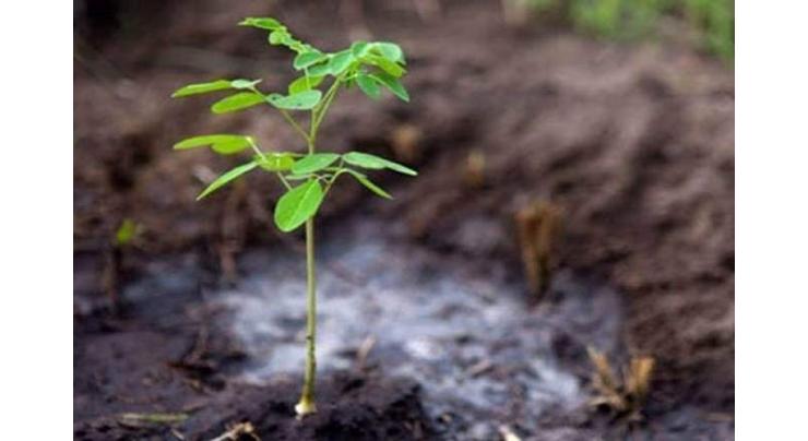 ICT admin plants 1.2m saplings in capital: National Assembly body told
