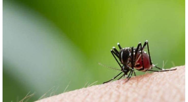 Efforts being made to end dengue: Health deptt
