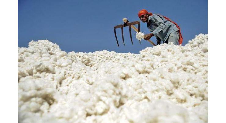 4.4m cotton bales reach ginneries across Pakistan
