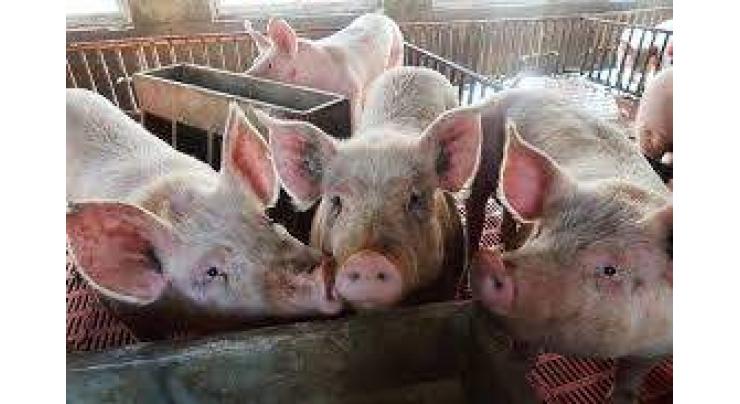 Philippines Finds New Cases of African Swine Fever Virus in 2 Provinces - Reports