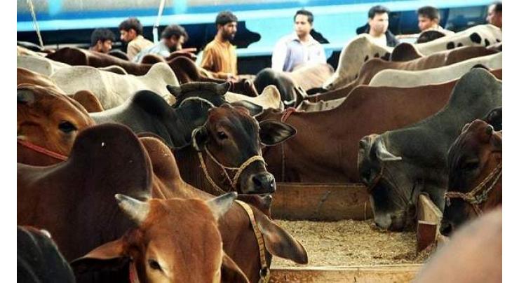 Funds released for model cattle market
