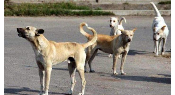 21 dog-bite cases reported overnight in Karachi
