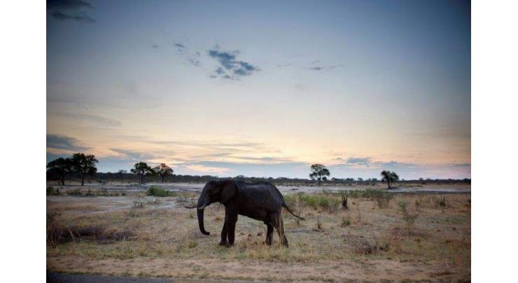 Dozens of elephants die in Zimbabwe drought
