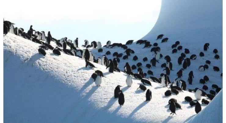 Environmentalists Say Time Running Short to Protect Antarctic Wildlife