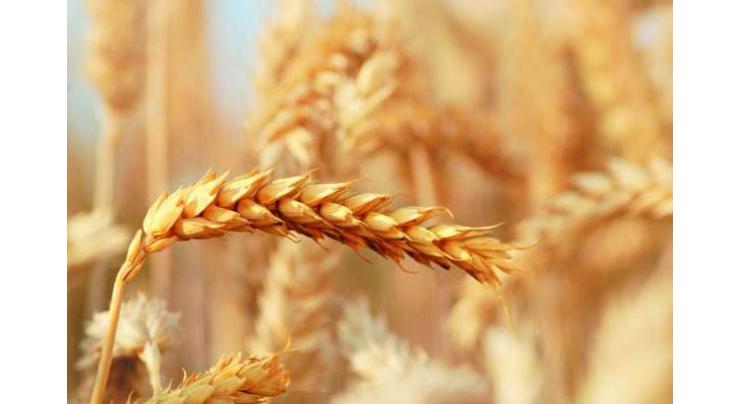 Wheat to be cultivated over 16.5 mln acres in Punjab
