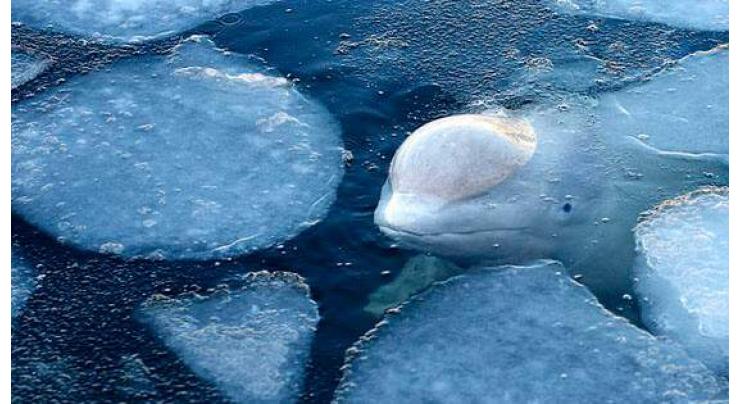 Scientists to Release 50 Belugas From Russia's 'Whale Jail' Until November 1 - NGO