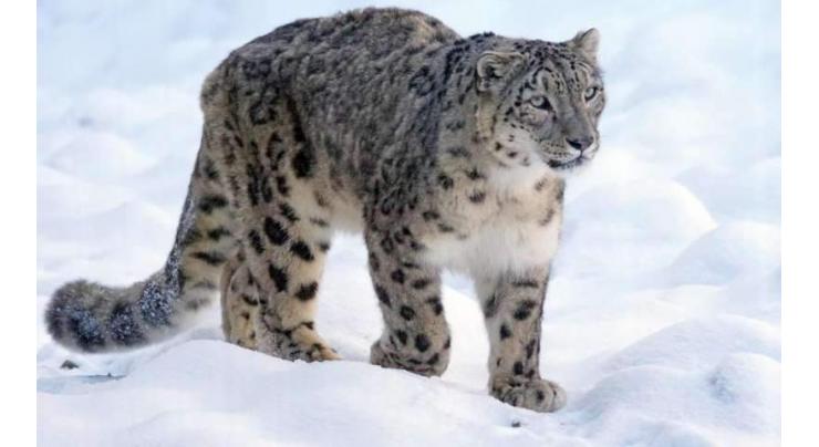 Impact of Climate Change on snow leopard, its habitat highlighted at Snow Leopard Day events
