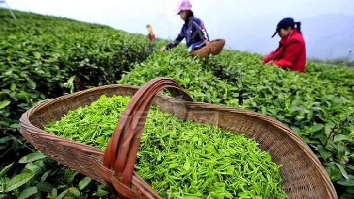 Chinese Tea,Organic Tea,Se-Rich Tea,Tea Exporter,Tea Manufacturer,Broken Tea,Matcha,Chummee,Gunpowder,Silver Needle,EU standard Tea,Pesticide-Free Tea
