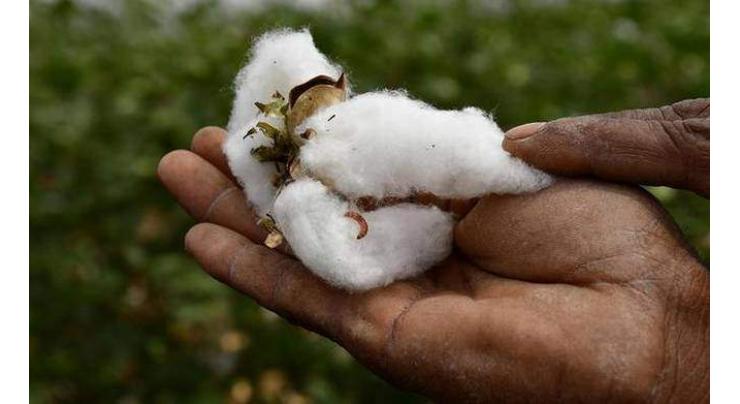 Planning vital to prevent cotton crop from negative impact of pink bollworm
