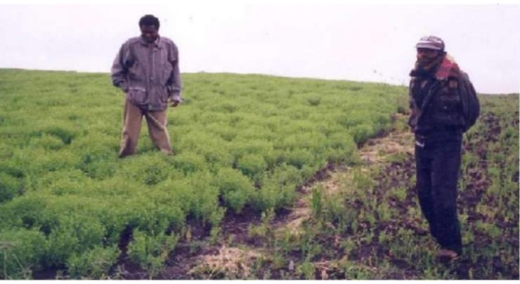 Lentil cultivation should be started immediately: Agri Experts
