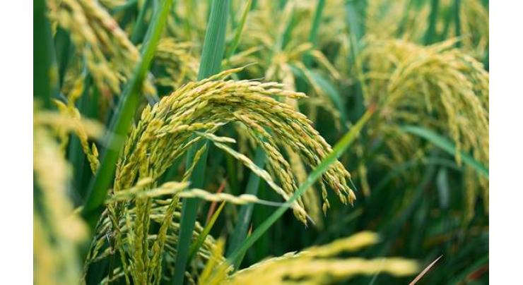 First spell of winter rains beneficial for Rabi crops
