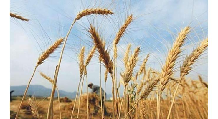 Project to increase per acre yield of wheat begins
