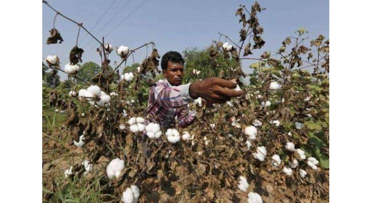 Let animals graze after last cotton picking to kill pink bollworm
