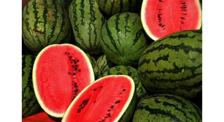 Study reveals secrets to tasty watermelons
