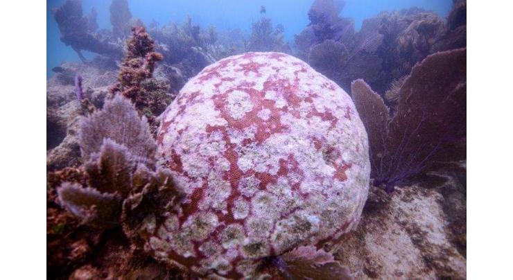 Strange disease threatens Caribbean coral reef
