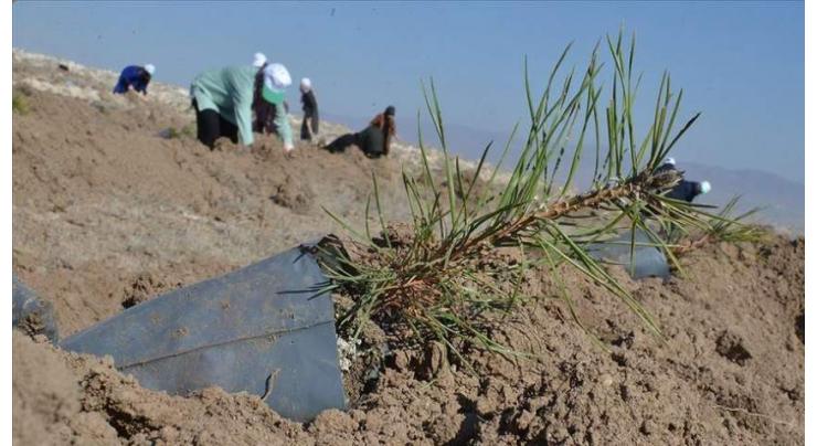 Turkey breaks world record of most sapling planted in 1 hour
