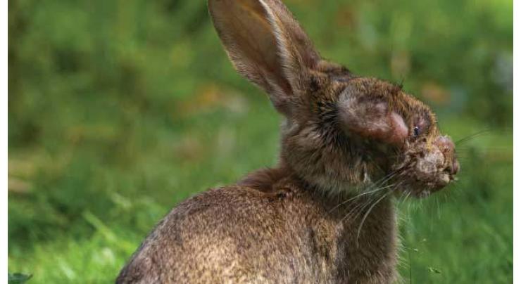 Rabbit virus can kill cancer cells: Study
