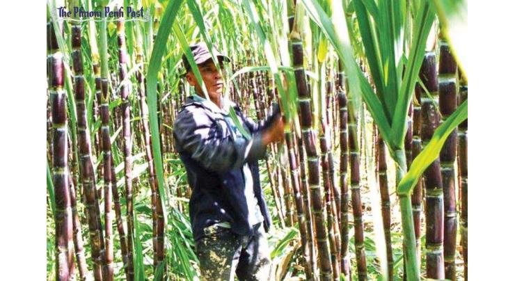 Federal govt to ask provincial govts to set right sugarcane prices: Parliamentary Secretary
