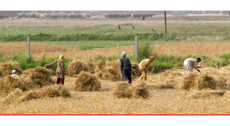 PM agriculture emergency program: Wheat seeds on subsidized rates distributed among farmers
